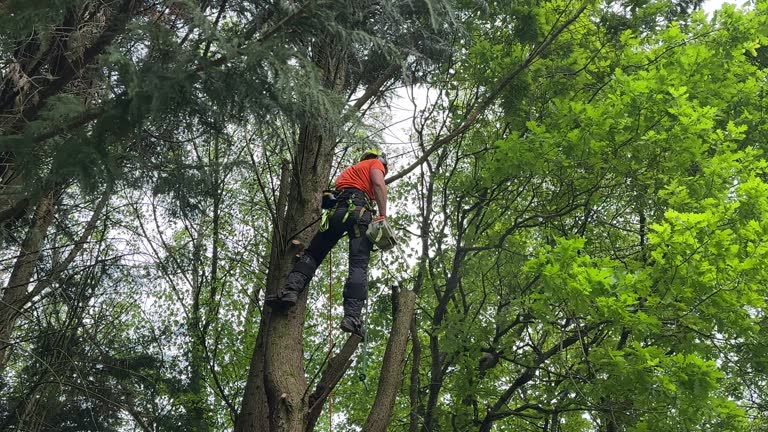 Best Tree Trimming and Pruning  in North Zanesville, OH